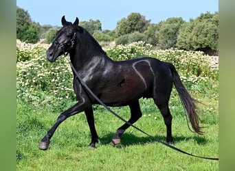 Minorchino, Giumenta, 17 Anni, 154 cm, Morello