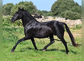 Minorchino, Giumenta, 17 Anni, 154 cm, Morello