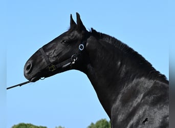 Minorchino, Giumenta, 17 Anni, 154 cm, Morello