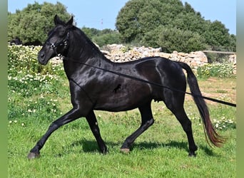 Minorchino, Giumenta, 17 Anni, 154 cm, Morello