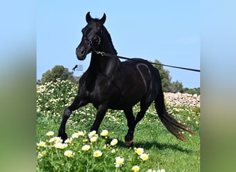 Minorchino, Giumenta, 17 Anni, 154 cm, Morello