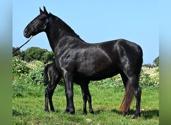 Minorchino, Giumenta, 17 Anni, 154 cm, Morello