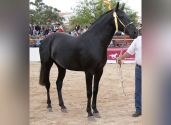Minorchino, Giumenta, 17 Anni, 154 cm, Morello