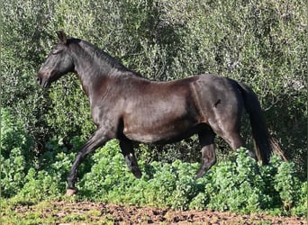 Minorchino, Giumenta, 19 Anni, 160 cm, Morello