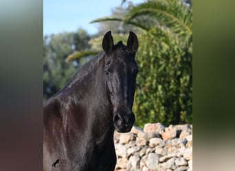 Minorchino, Giumenta, 19 Anni, 160 cm, Morello