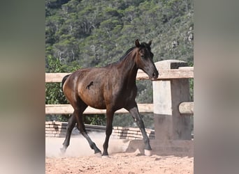 Minorchino, Giumenta, 1 Anno, 156 cm, Morello