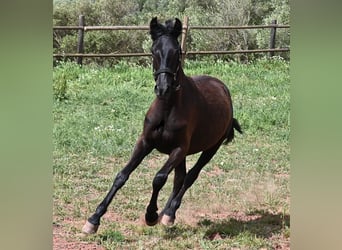 Minorchino, Giumenta, 1 Anno, 156 cm, Morello