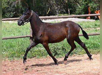 Minorchino, Giumenta, 1 Anno, 156 cm, Morello