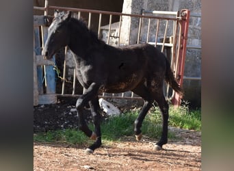 Minorchino, Giumenta, 1 Anno, 157 cm, Morello