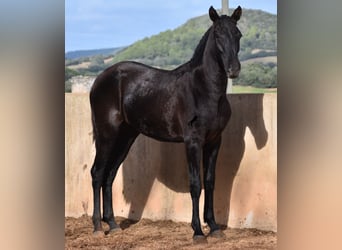 Minorchino, Giumenta, 1 Anno, 159 cm, Morello