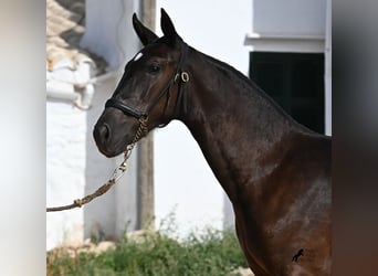Minorchino, Giumenta, 1 Anno, 160 cm, Morello