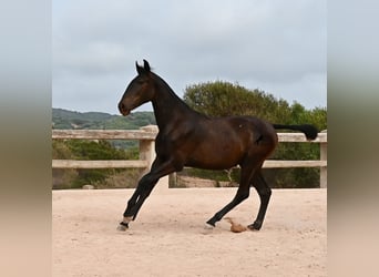 Minorchino, Giumenta, 1 Anno, 162 cm, Morello
