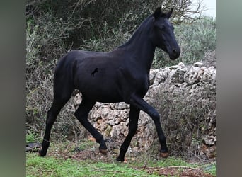 Minorchino, Giumenta, 1 Anno, 163 cm, Morello