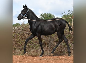 Minorchino, Giumenta, 1 Anno, 165 cm, Morello