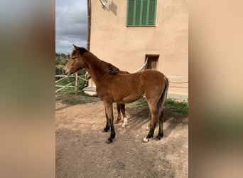 Minorchino Mix, Giumenta, 1 Anno, Baio ciliegia