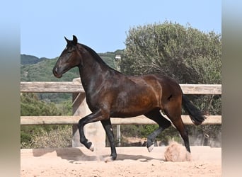 Minorchino, Giumenta, 2 Anni, 154 cm, Morello