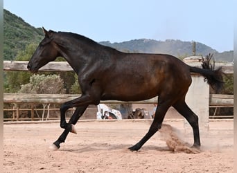 Minorchino, Giumenta, 2 Anni, 157 cm, Morello