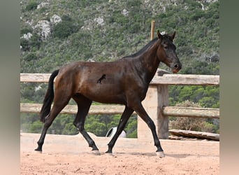 Minorchino, Giumenta, 2 Anni, 157 cm, Morello