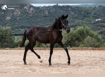 Minorchino, Giumenta, 2 Anni, 161 cm, Morello