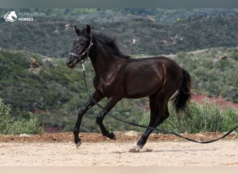 Minorchino, Giumenta, 2 Anni, 161 cm, Morello