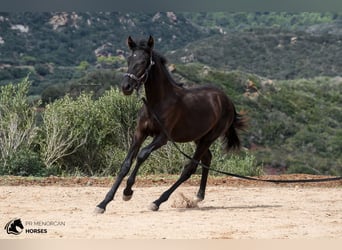 Minorchino, Giumenta, 2 Anni, 161 cm, Morello