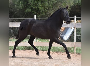 Minorchino, Giumenta, 2 Anni, 163 cm, Morello