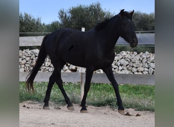 Minorchino, Giumenta, 3 Anni, 153 cm, Morello
