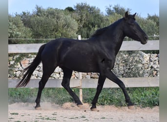 Minorchino, Giumenta, 3 Anni, 153 cm, Morello