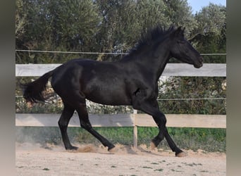 Minorchino, Giumenta, 3 Anni, 153 cm, Morello
