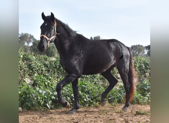 Minorchino, Giumenta, 3 Anni, 154 cm, Morello