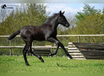 Minorchino, Giumenta, 3 Anni, 156 cm, Morello