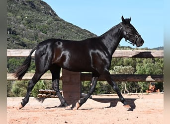 Minorchino, Giumenta, 3 Anni, 157 cm, Morello