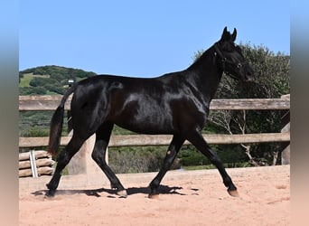 Minorchino, Giumenta, 3 Anni, 157 cm, Morello