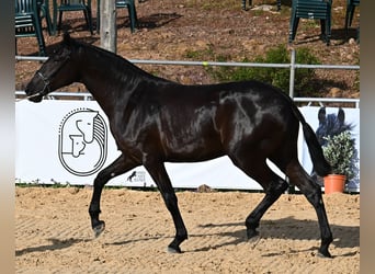 Minorchino, Giumenta, 3 Anni, 165 cm, Morello
