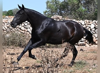 Minorchino, Giumenta, 3 Anni, 166 cm, Morello