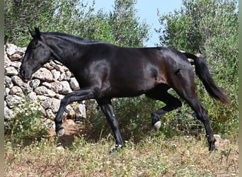 Minorchino, Giumenta, 3 Anni, 166 cm, Morello
