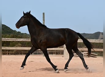 Minorchino, Giumenta, 3 Anni, 166 cm, Morello