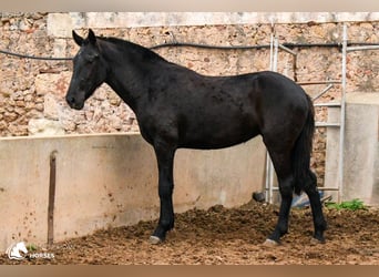 Minorchino, Giumenta, 4 Anni, 160 cm, Morello