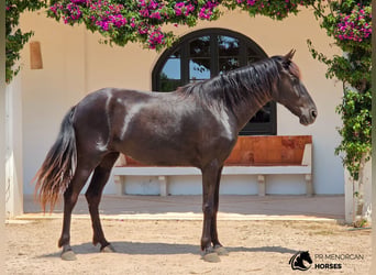 Minorchino, Giumenta, 4 Anni, 161 cm, Morello