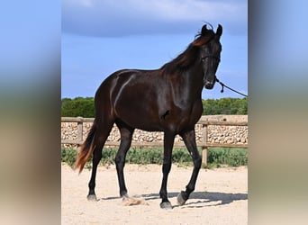 Minorchino, Giumenta, 4 Anni, 161 cm, Morello