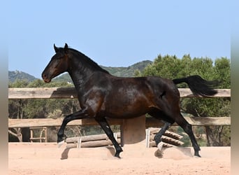 Minorchino, Giumenta, 4 Anni, 161 cm, Morello