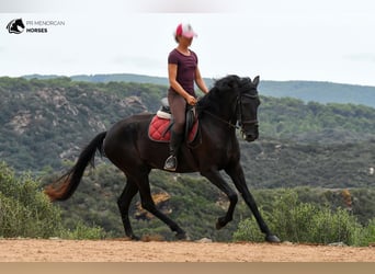 Minorchino, Giumenta, 4 Anni, 165 cm, Morello