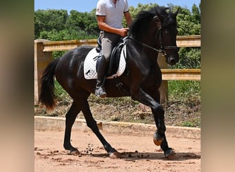 Minorchino, Giumenta, 5 Anni, 165 cm, Morello