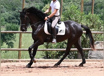 Minorchino, Giumenta, 5 Anni, 165 cm, Morello