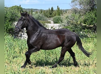 Minorchino, Giumenta, 5 Anni, 167 cm, Morello