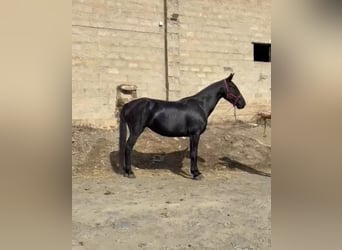 Minorchino, Giumenta, 6 Anni, 155 cm, Morello
