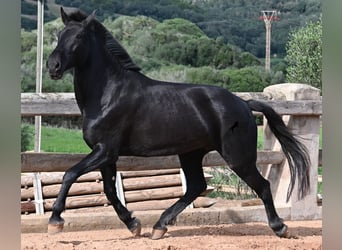 Minorchino, Giumenta, 8 Anni, 160 cm, Morello