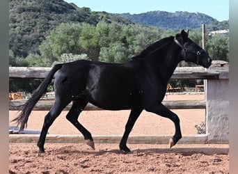 Minorchino, Giumenta, 9 Anni, 156 cm, Morello