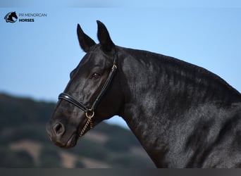 Minorchino, Giumenta, 9 Anni, 157 cm, Morello