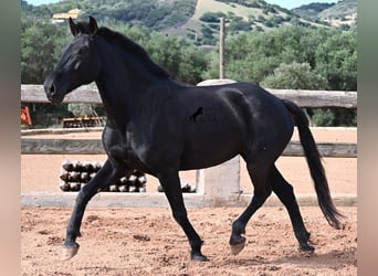 Minorchino, Giumenta, 9 Anni, 160 cm, Morello